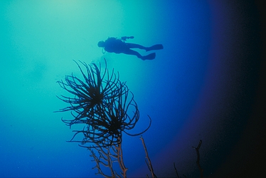 Crinoid