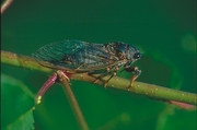 Cicada Magnet