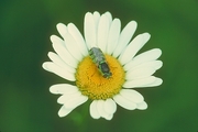 Hover Fly Magnet
