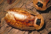 Costa Rica Wood Cockroach Magnet