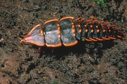 Trilobyte Magnet