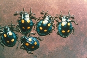 Fungus Beetle Magnet