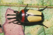 Yellow, Red And Black Beetle Magnet