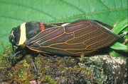 Cicada Magnet