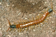 Giant Desert Centipede Magnet