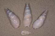 Bullia vittatum Magnet