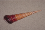 Common screw shell Magnet