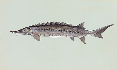 Atlantic Sturgeon Pictures