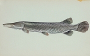 Alligator Gar T-Shirt
