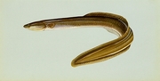 American Eel T-Shirt