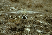 American Golden Plover Magnet