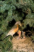 American Robin Magnet