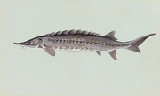 Atlantic Sturgeon Magnet