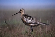 Bar-tailed Godwit Magnet