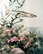 Barracuda T-Shirt