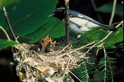 Black-throated Blue Warbler Magnet