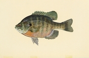 Bluegill T-Shirt