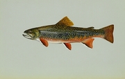 Brook Trout T-Shirt