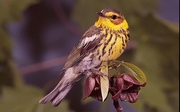 Cape May Warbler Magnet