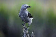 Clark's Nutcracker T-Shirt