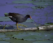 Common Moorhen Magnet