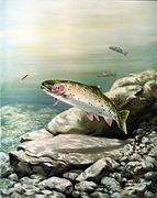 Cuthroat Trout T-Shirt