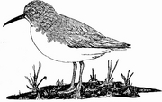 Dunlin Magnet