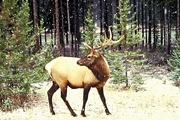 Elk Magnet