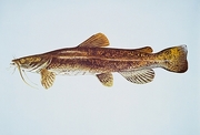 Flathead Catfish T-Shirt