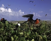 Frigatebird Magnet
