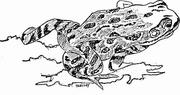 Frog T-Shirt
