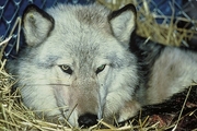 Gray Wolf Magnet