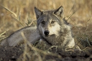 Gray Wolf Magnet