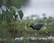 Hawaiian Moorhen Magnet