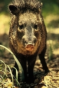 Javelina Magnet