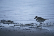 Killdeer Magnet