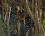 King Rail Magnet