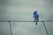 Mountain Bluebird Magnet