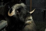 Musk Ox T-Shirt