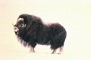 Musk Ox Magnet