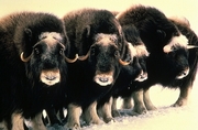 Musk Ox Magnet