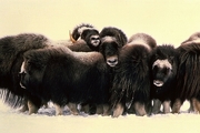 Musk Ox T-Shirt