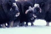 Musk Ox T-Shirt