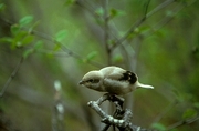 Northern Shrike Magnet