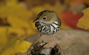 Ovenbird Magnet