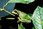 Pine Barrens tree frog T-Shirt