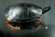 Plymouth Red-bellied Turtle T-Shirt