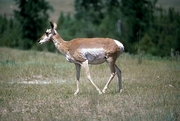 Pronghorn Magnet