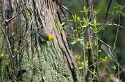 Prothonotary Warbler Magnet