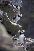 Puffin Magnet
